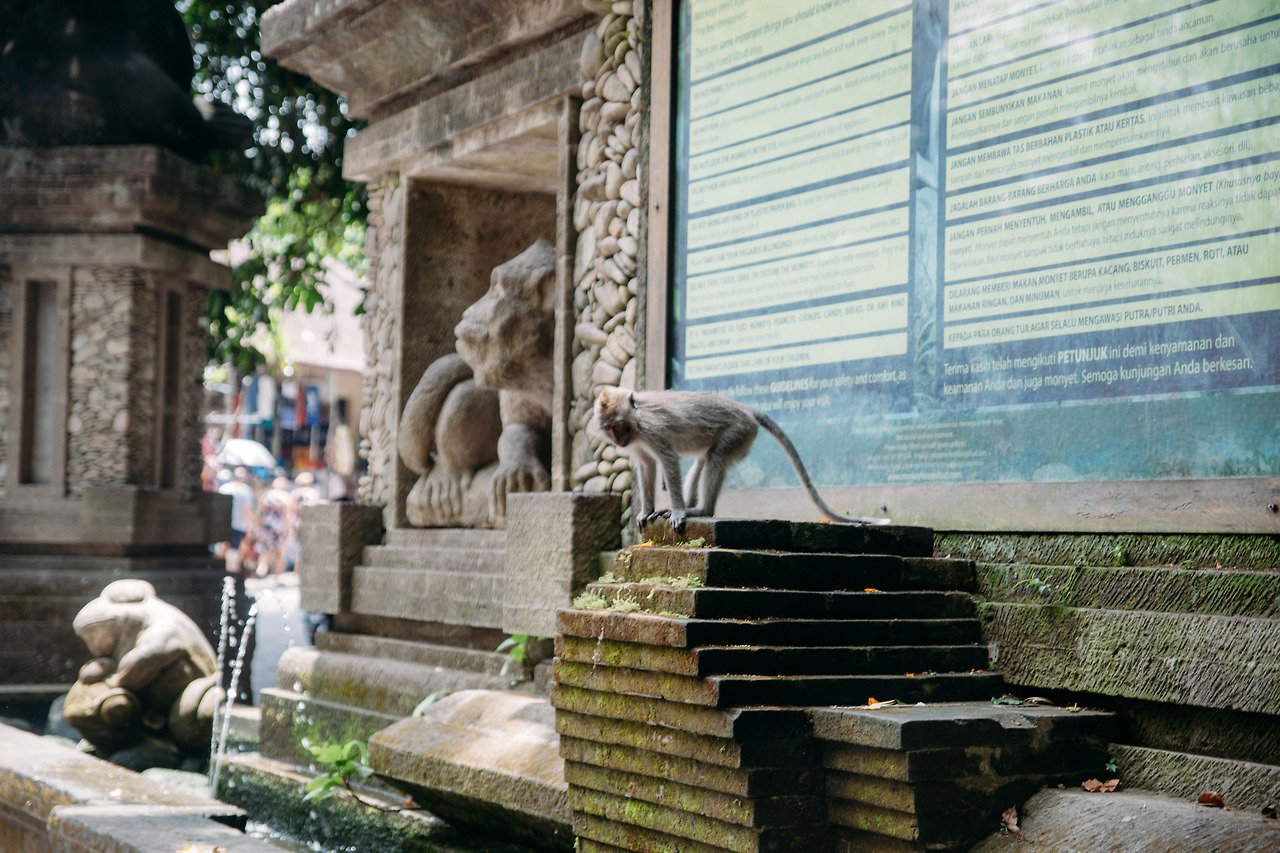 A long-tailed Balinese macaque sitting on a mossy stone wall in the Sacred Monkey Forest sanctuary.