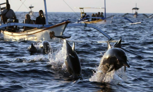 Wild dolphins jumping in the calm sea during sunrise at Lovina Beach Bali.