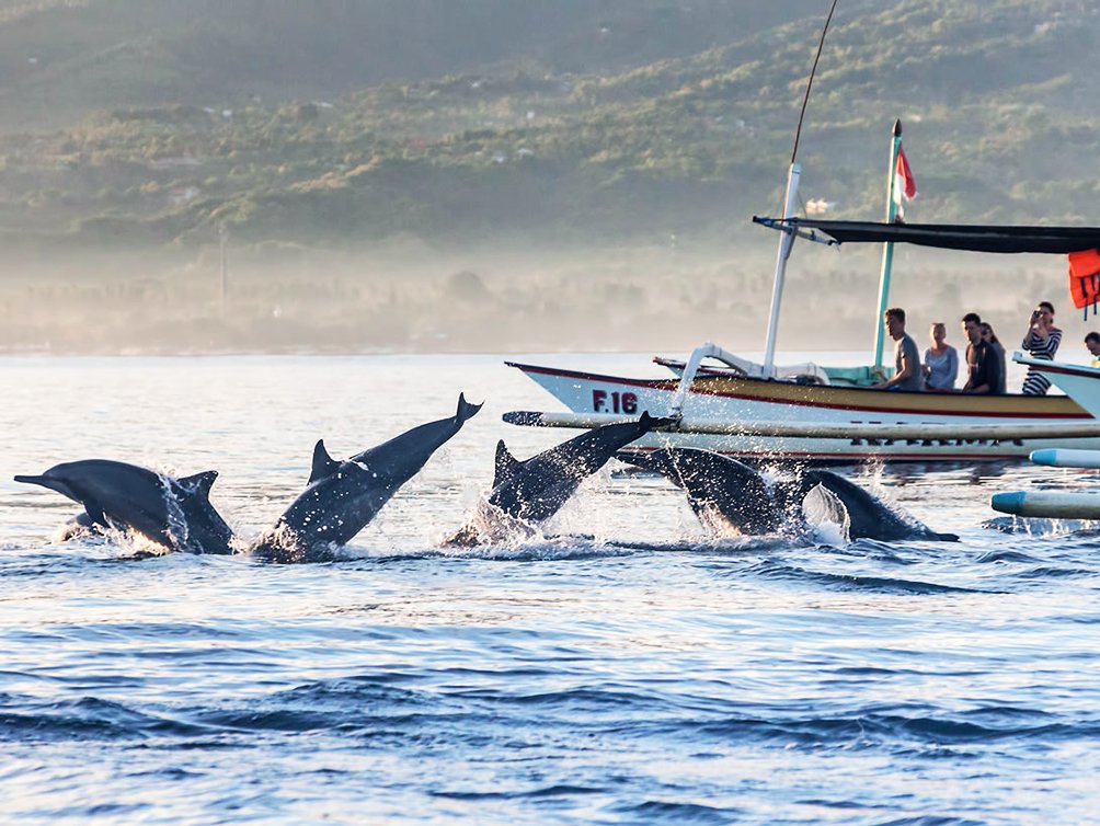 Lovina Dolphin & Heritage Tour