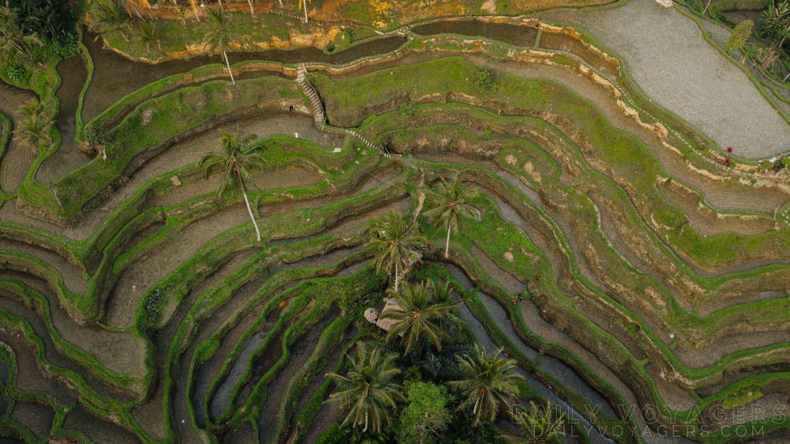 Panoramic view of the spectacular, emerald-green terraced rice fields of Tegallalang near Ubud, Bali.