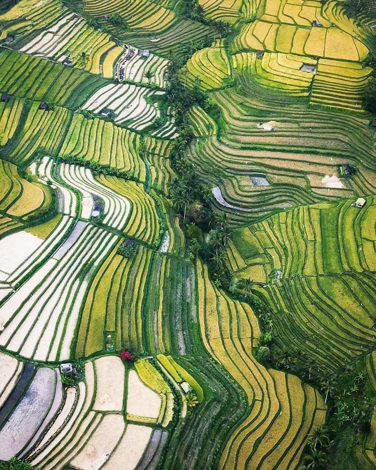 Vast, sweeping panoramic views of the green UNESCO-listed Jatiluwih Rice Terraces in Bali.