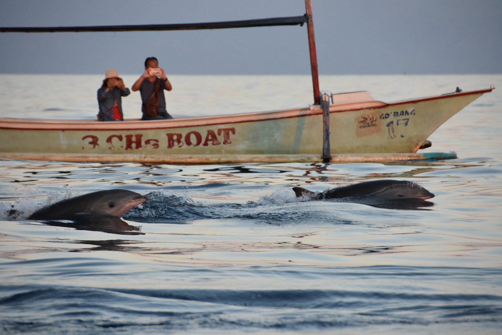 Wild dolphins jumping in the calm sea during sunrise at Lovina Beach Bali.