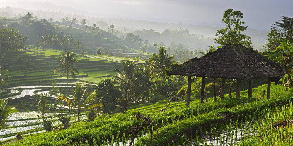Custom Ubud Tour: Create Your Own Balinese Adventure